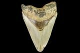 Fossil Megalodon Tooth - North Carolina #109892-1